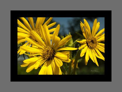 sunflower Sunny Summer Sunflowers