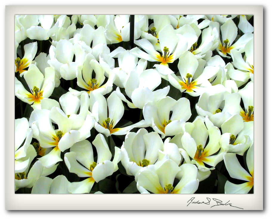 Narcissus Paperwhites