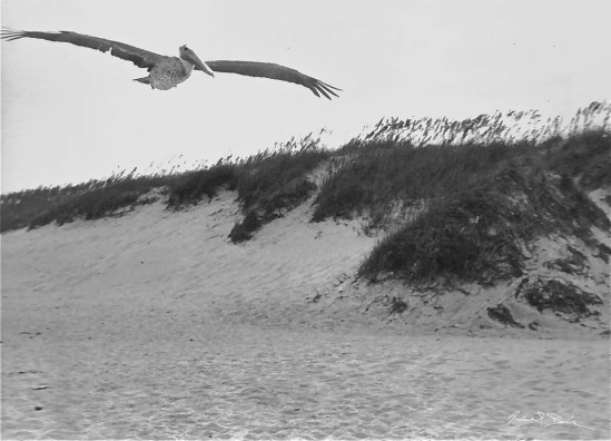 Pelican Darkroom Blend