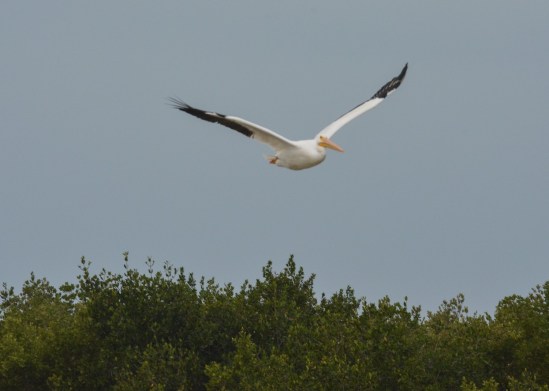 White Pelican