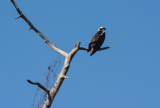 Osprey