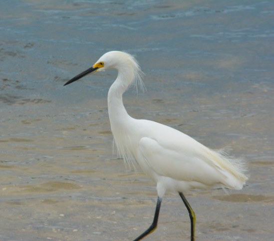 White Heron