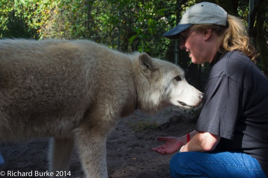 Petting a Wolf