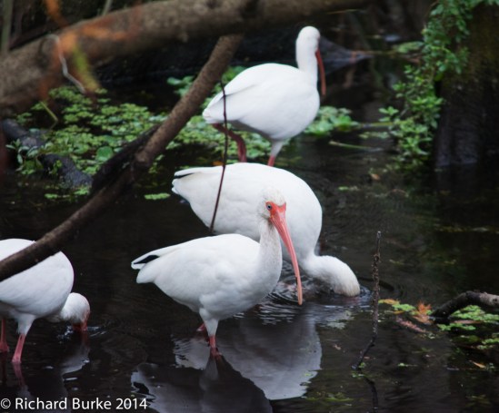 Storks on Holiday