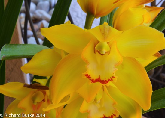 Yellow Yellow Yellow