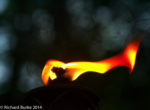 Flame Bat