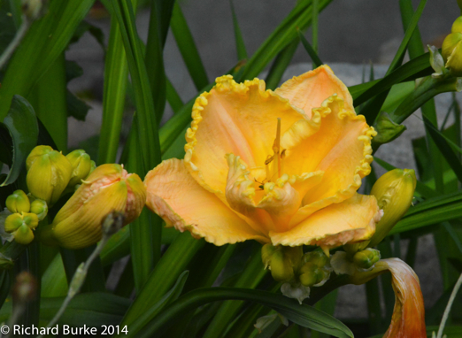 Yellow Day Lily