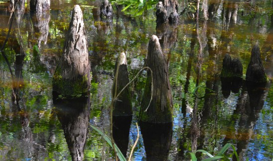 Cypress Knees