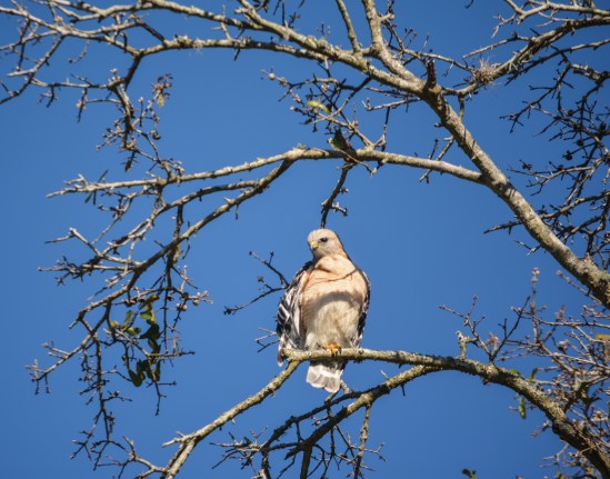 Red Shoulder Hawk