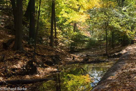 Along the route in Frick Park