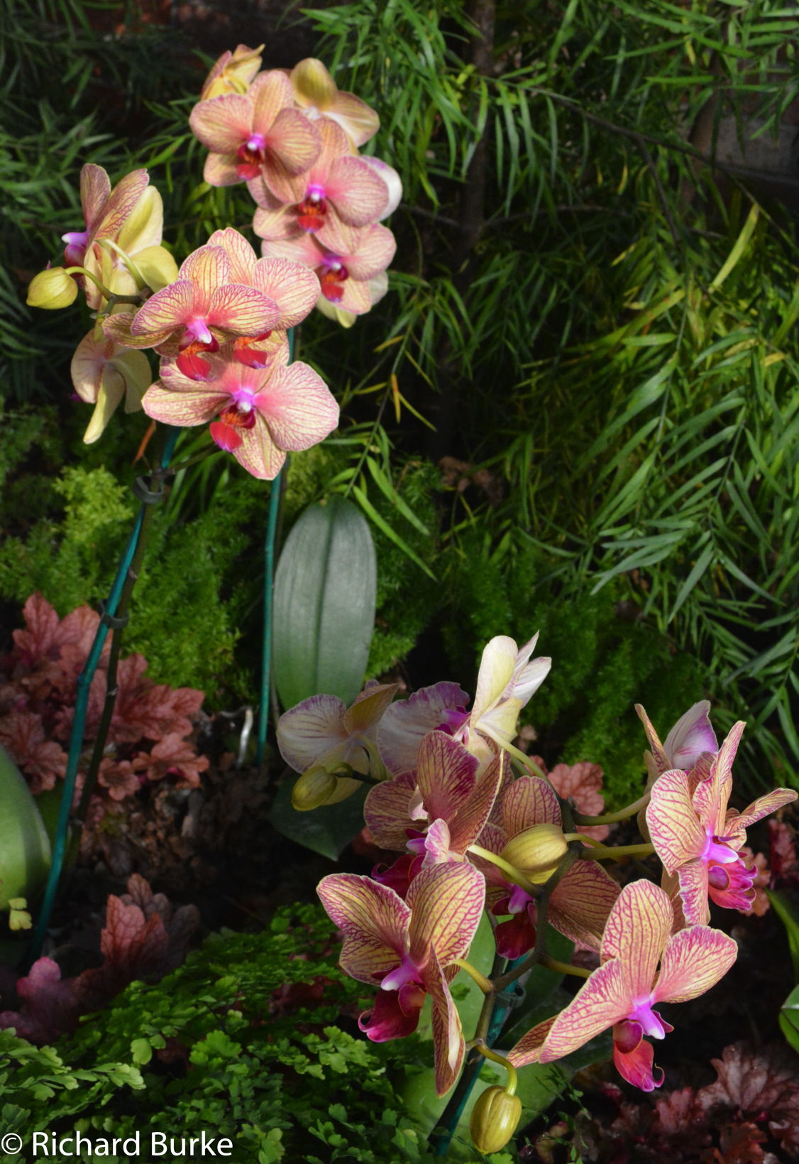 Orchids on Display