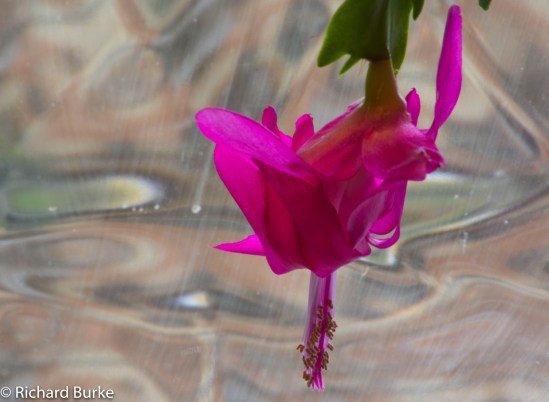 Christmas Cactus