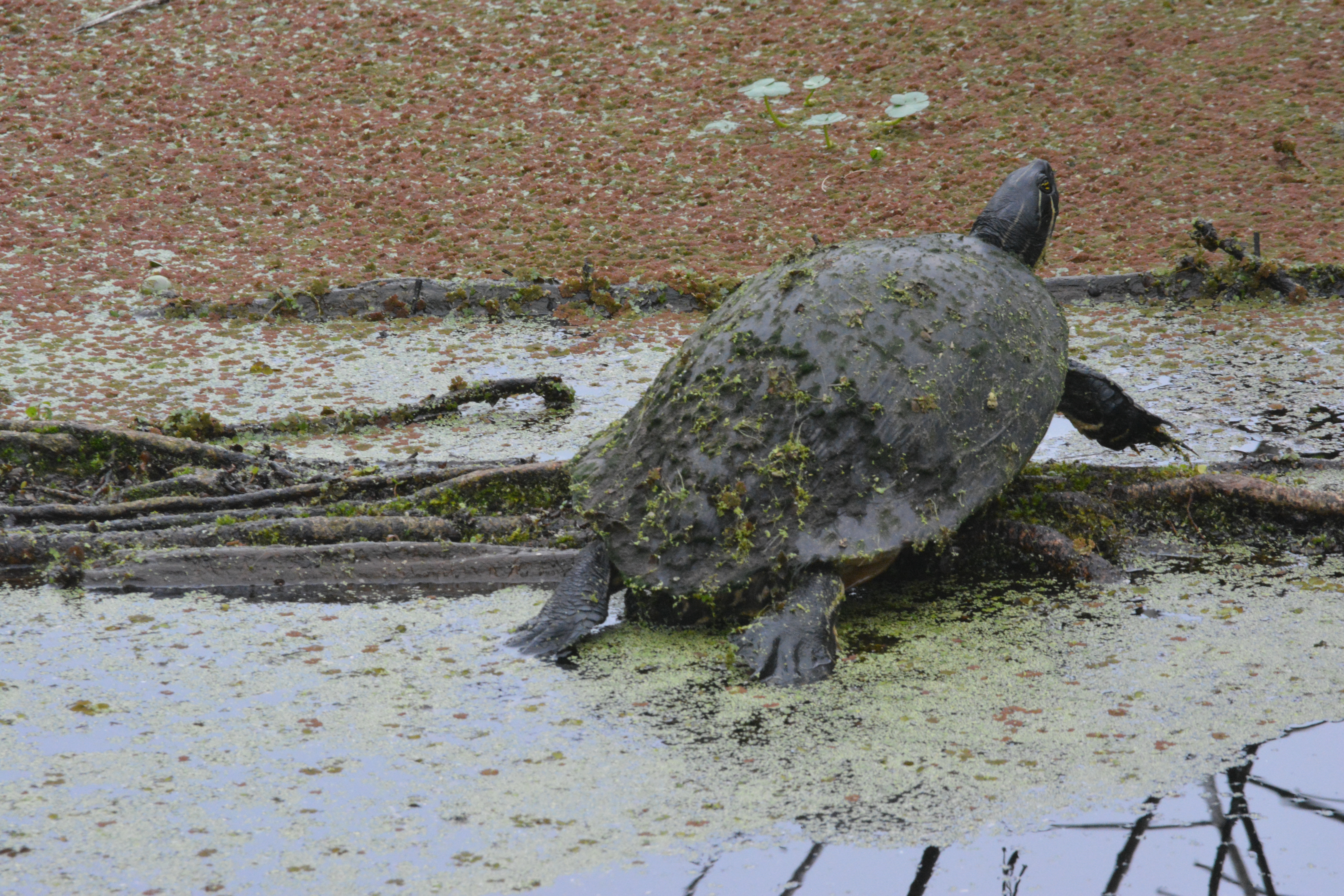 Camo Turtle