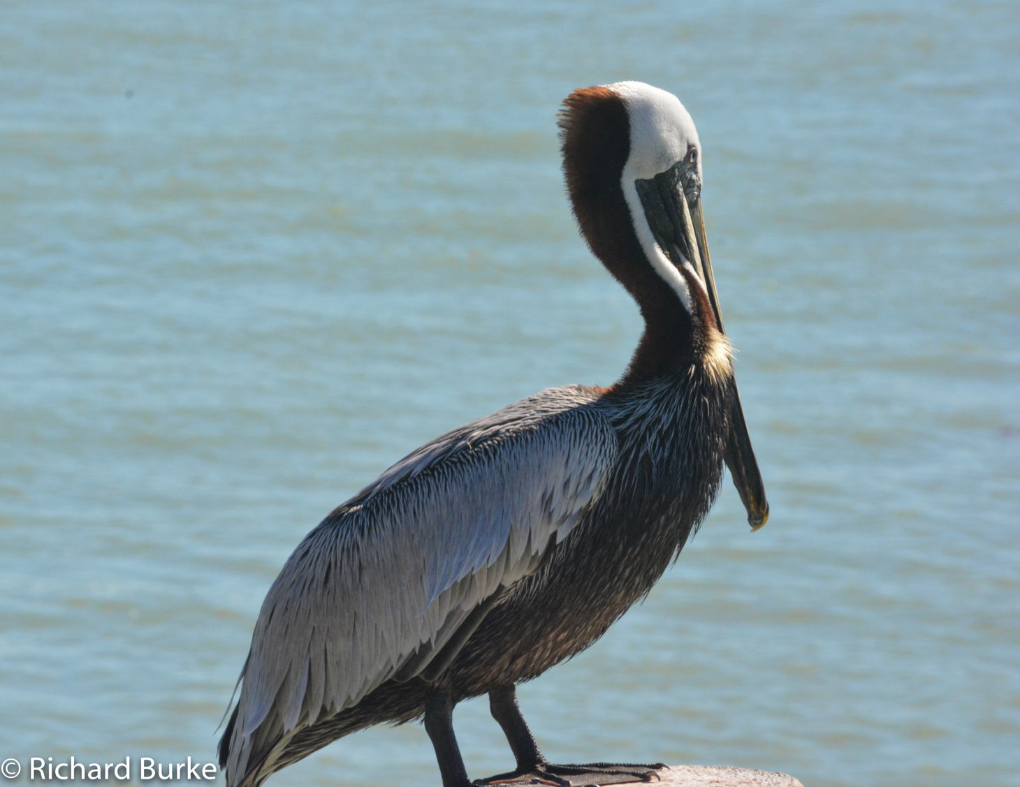 The Florida Brown Pelican