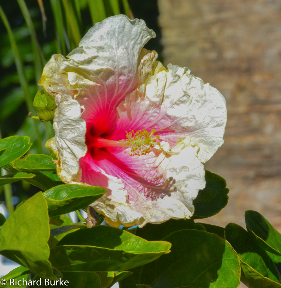 Camellia