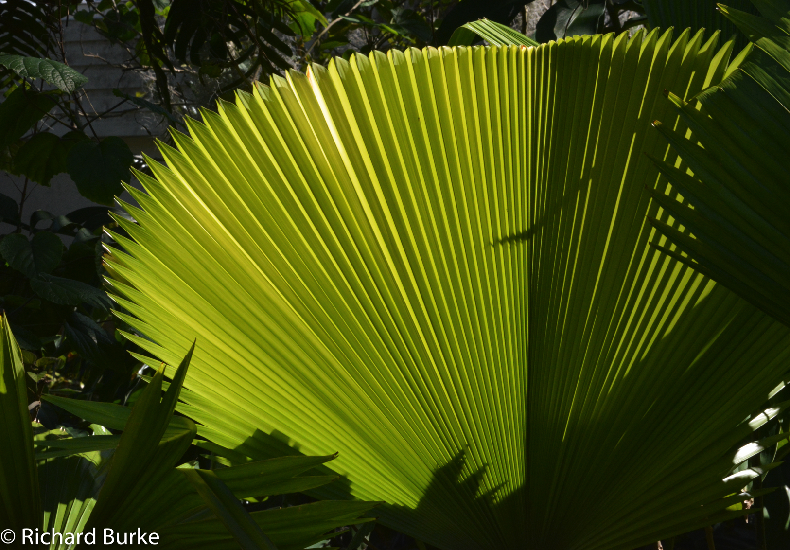 Fan Plant