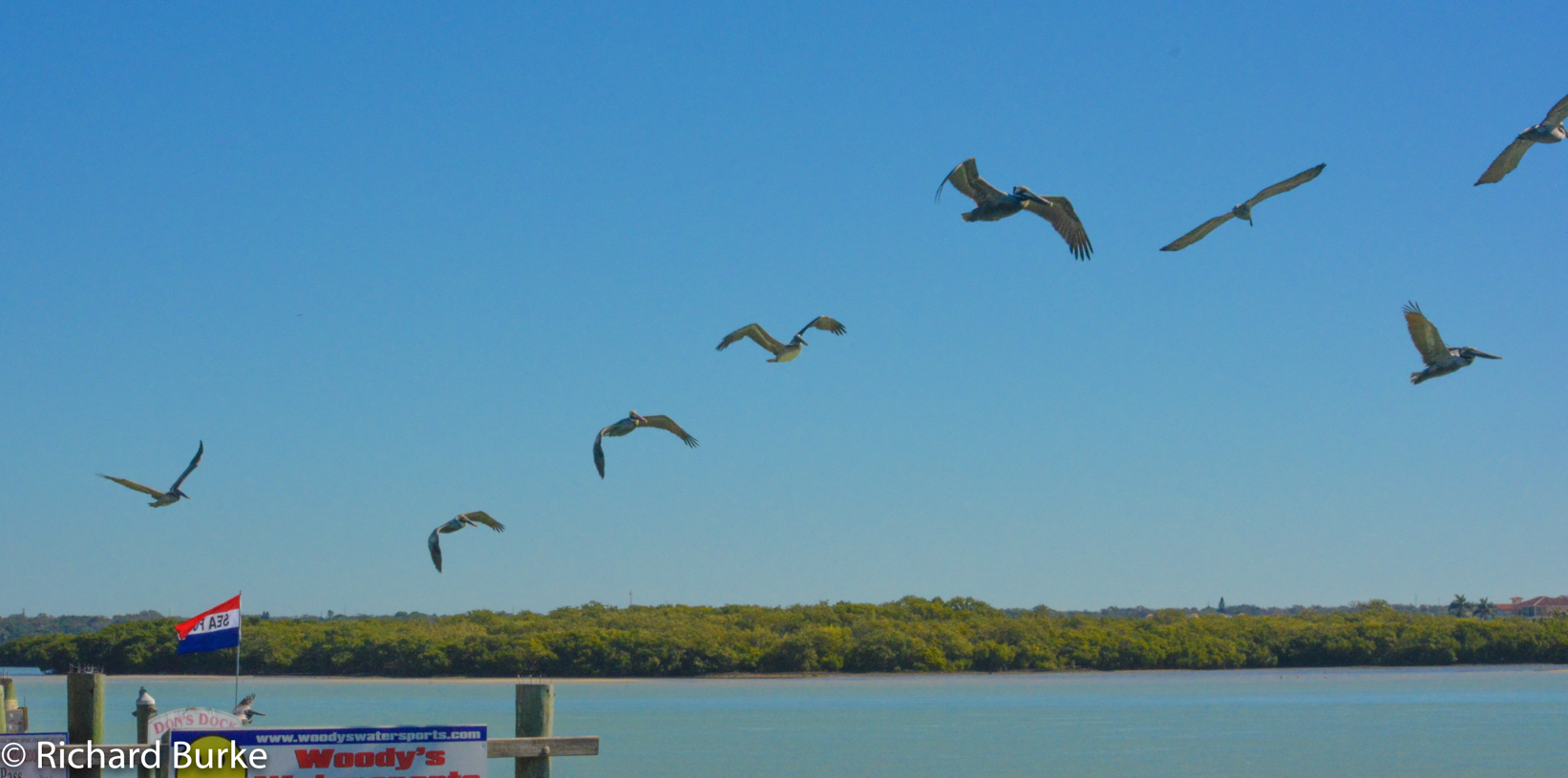 The Pelican Line