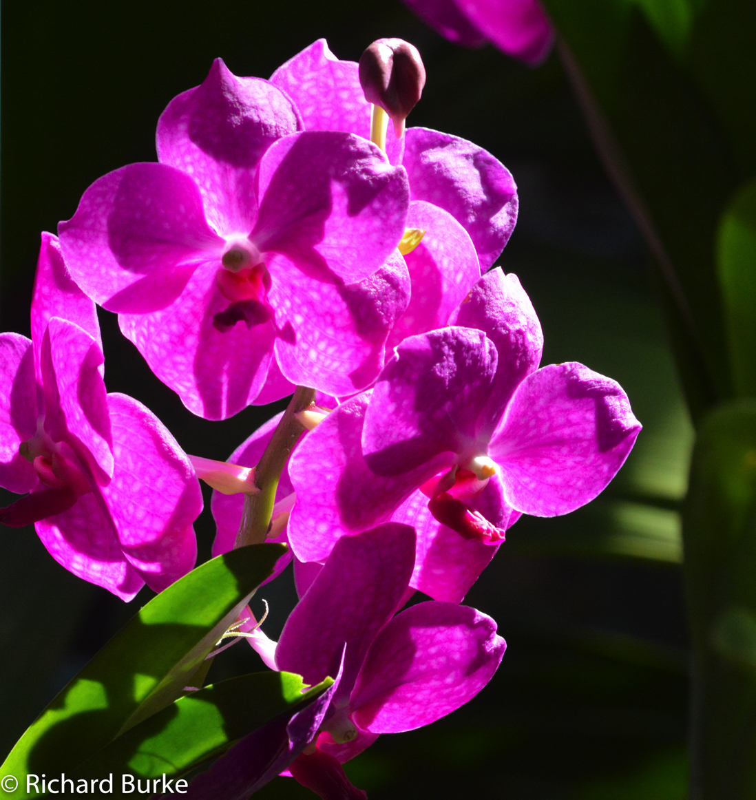 Purple Haze
