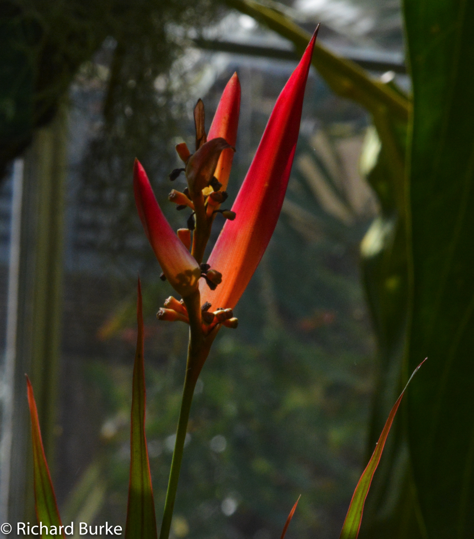 Red Bird