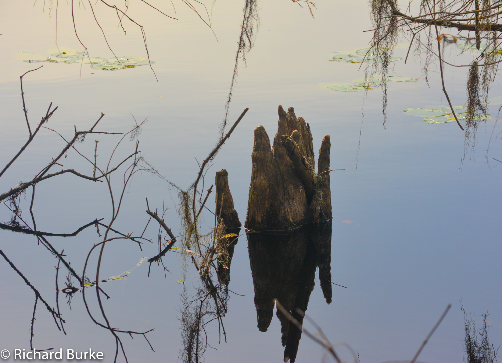 Swamp Reflections