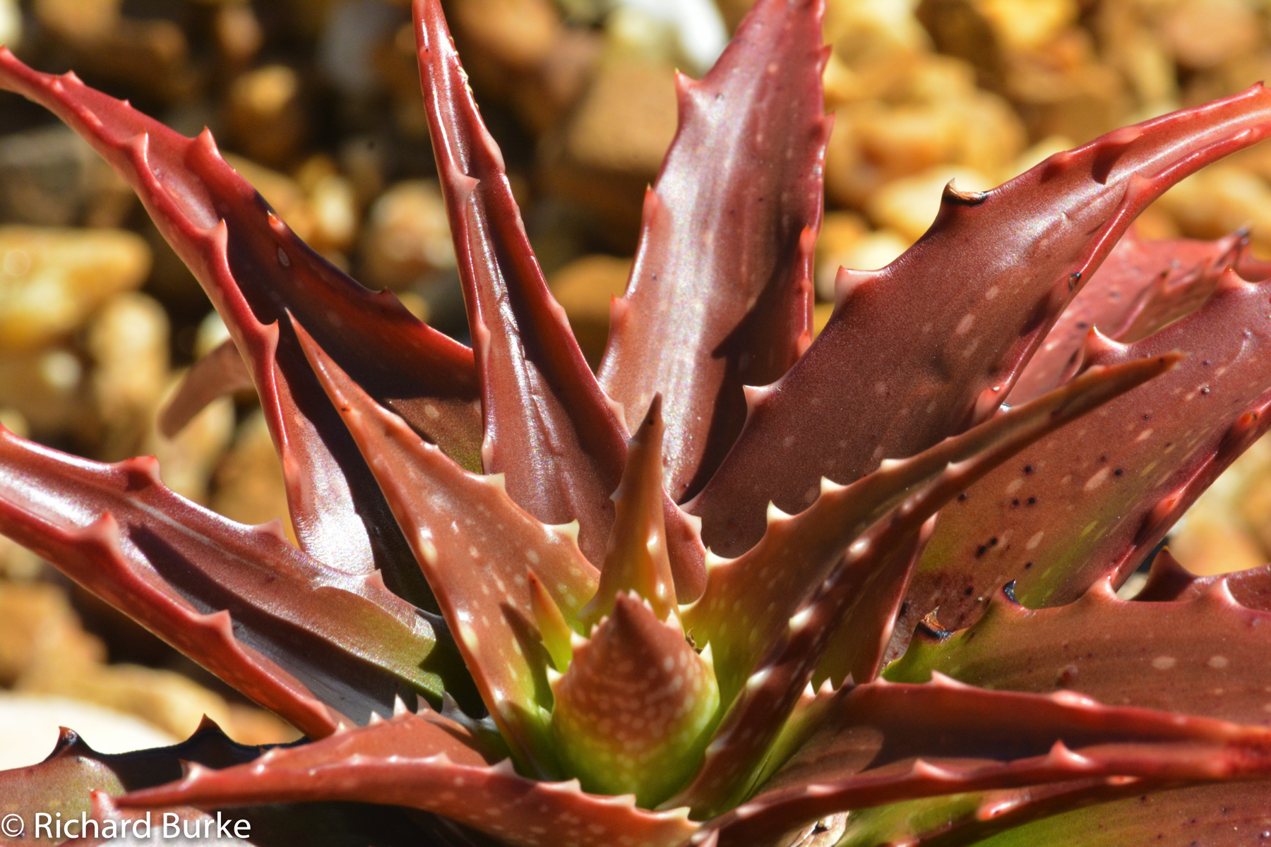 Plants from Space!