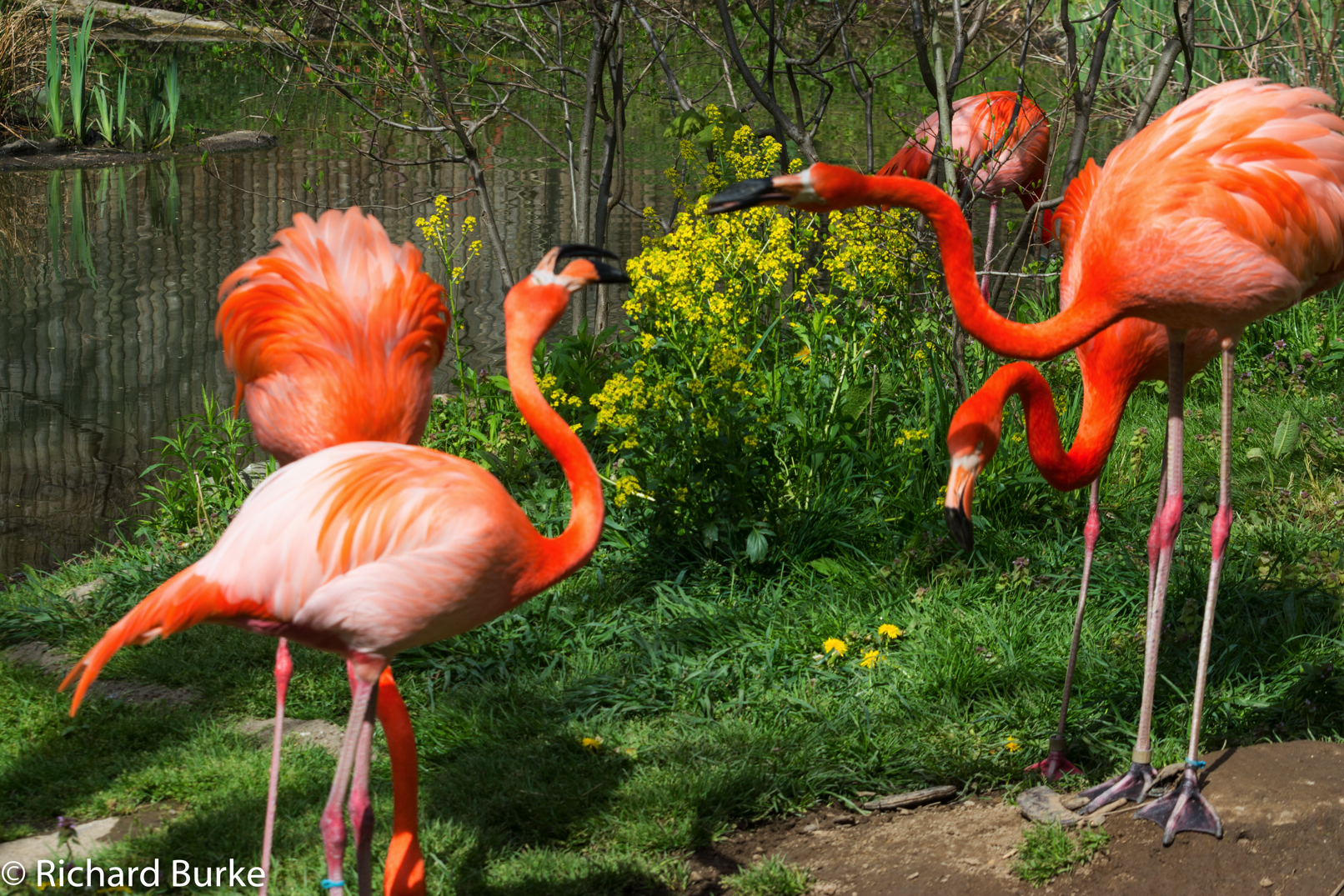 Flamingo Fight!
