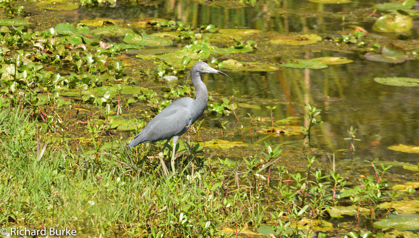Heron