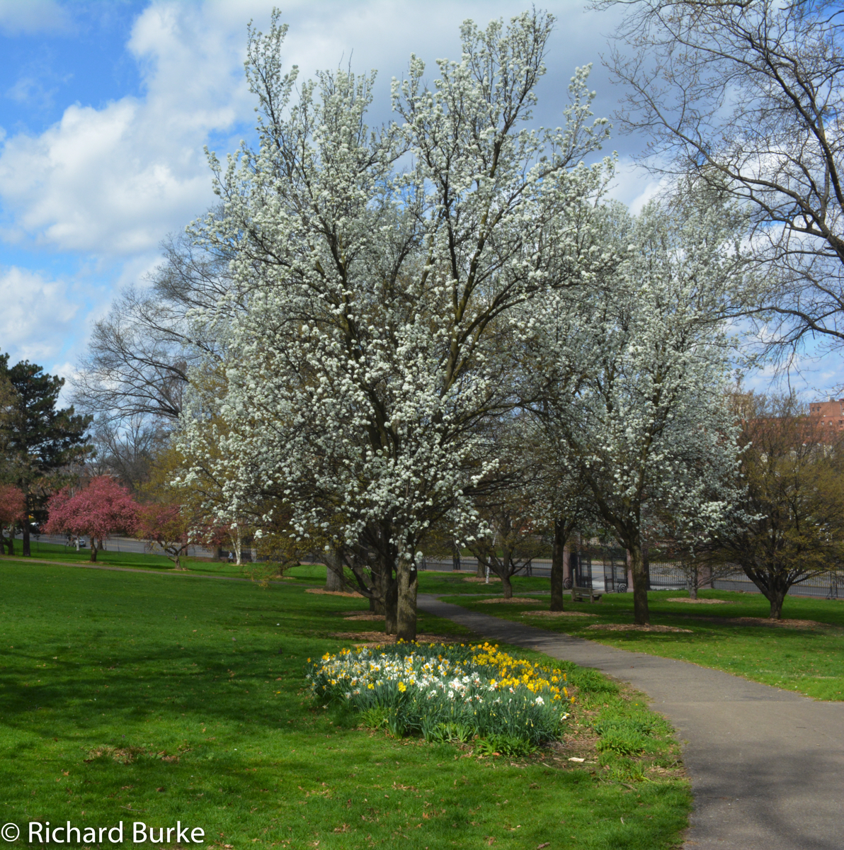 Mellon Park March 2016