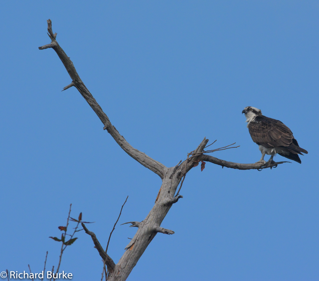Osprey Portrait