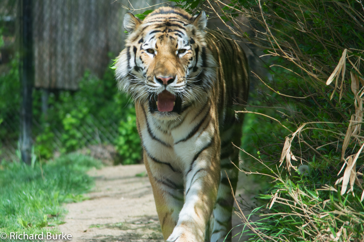 Tyger Tyger