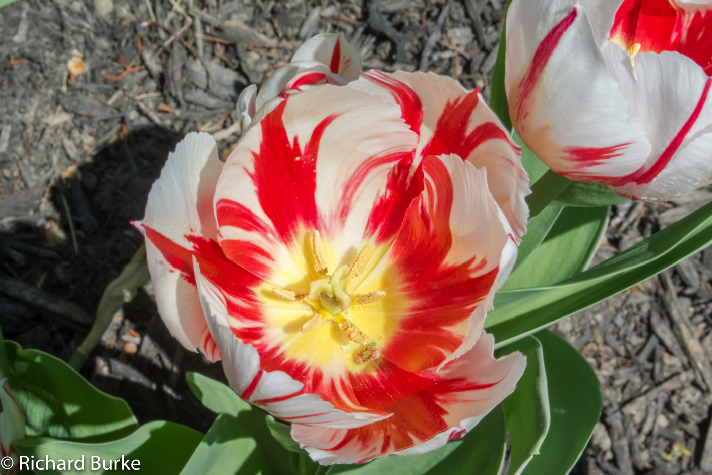 Rembrandt Tulip