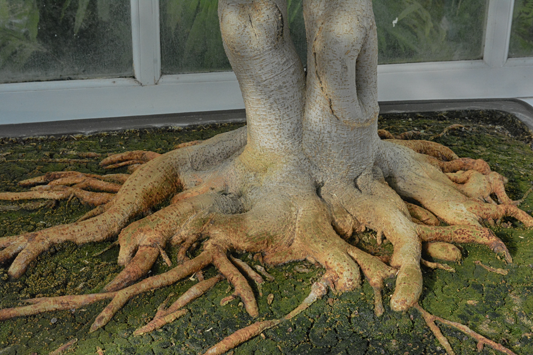 Roots