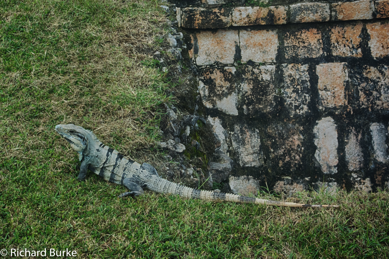 UNESCO Iguana
