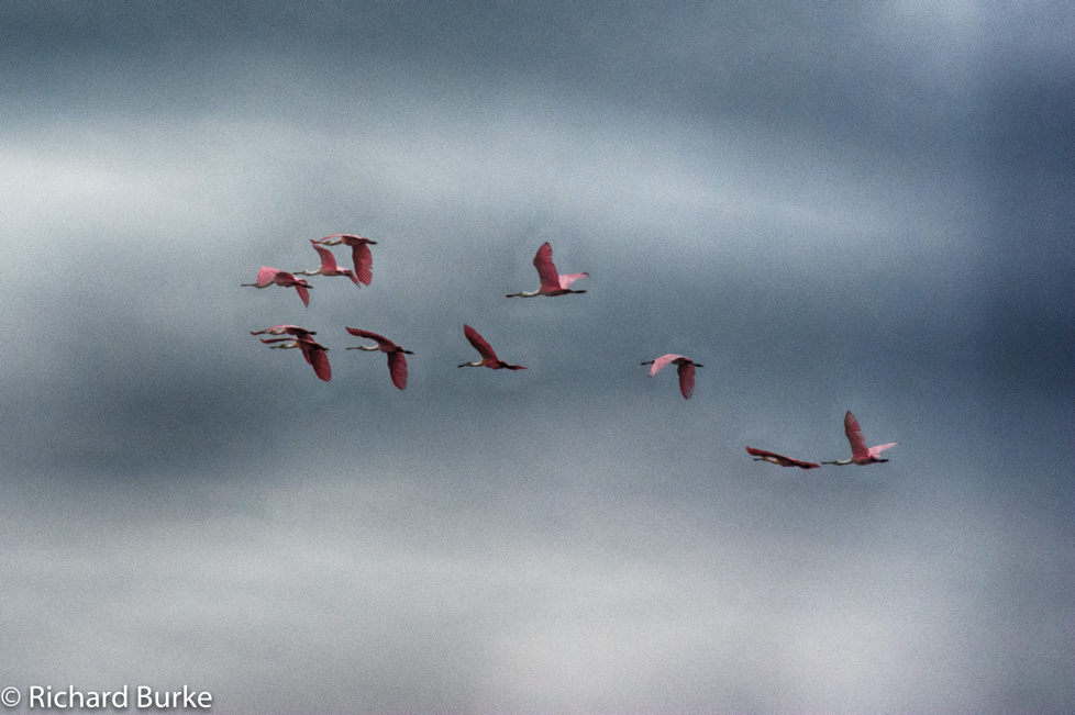 Roseate Spoonbills in Flight