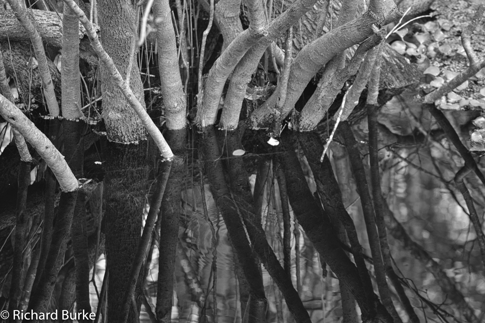 Still Waters...Still Minds