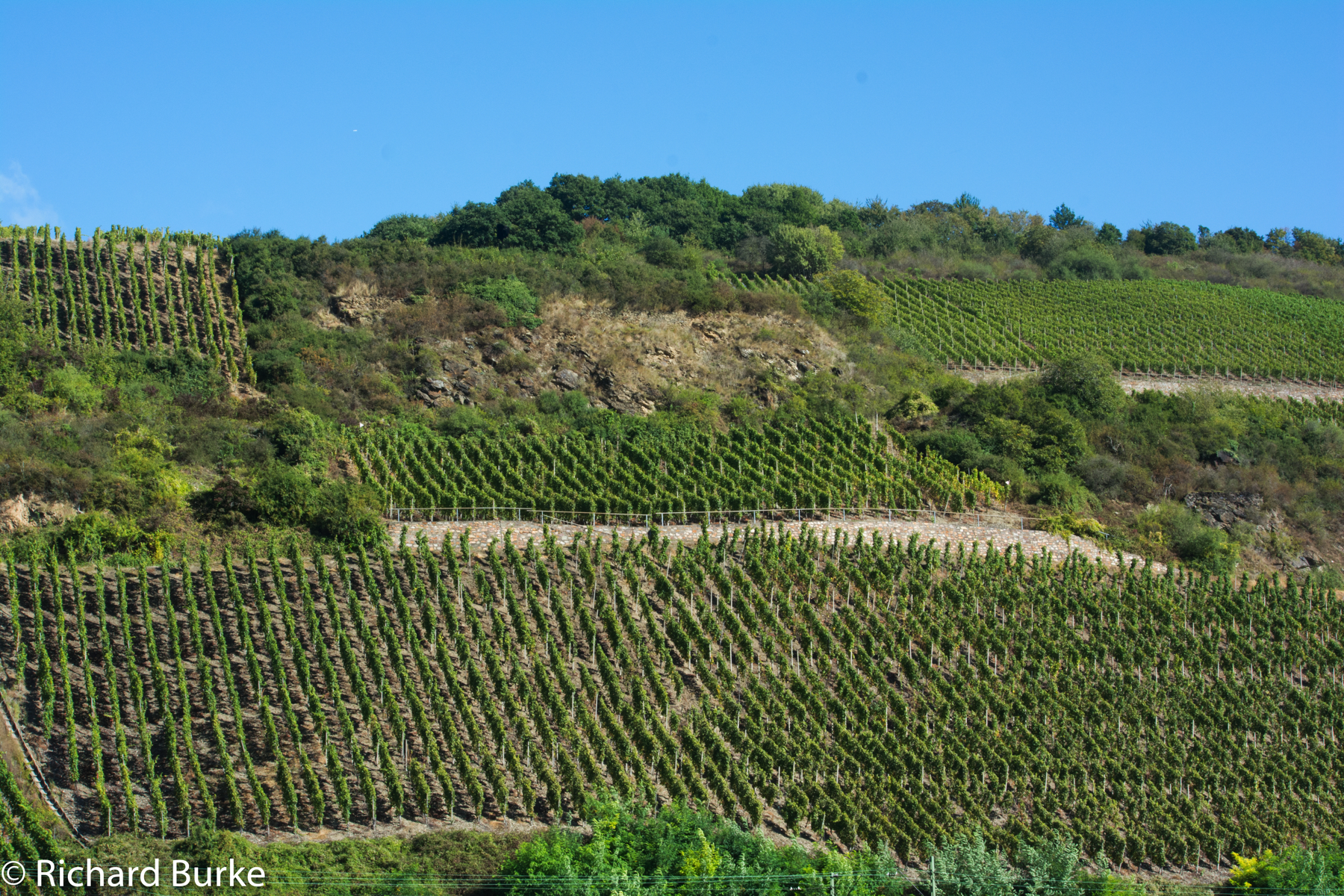 Vines along the Rhine