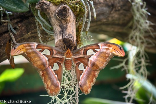 Butterflies in the Desert