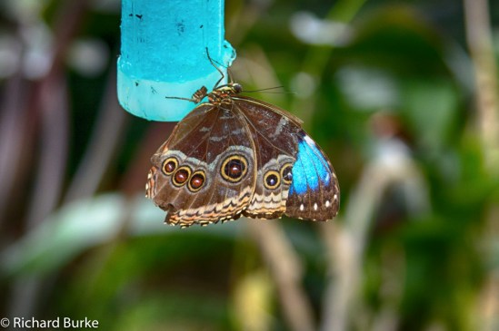 Butterflies in the Desert
