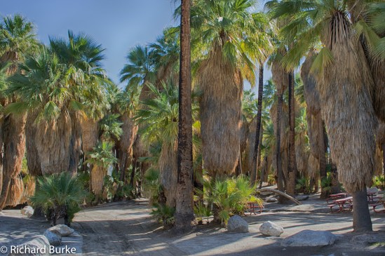 Indian Canyons California