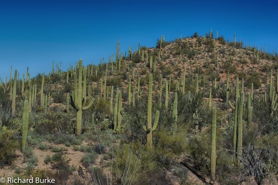 Saguaro National Park