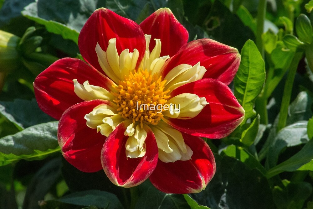 Multicolored Dahlias