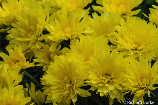 Mums The Word