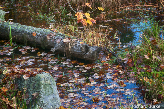 Mountain Wetlands