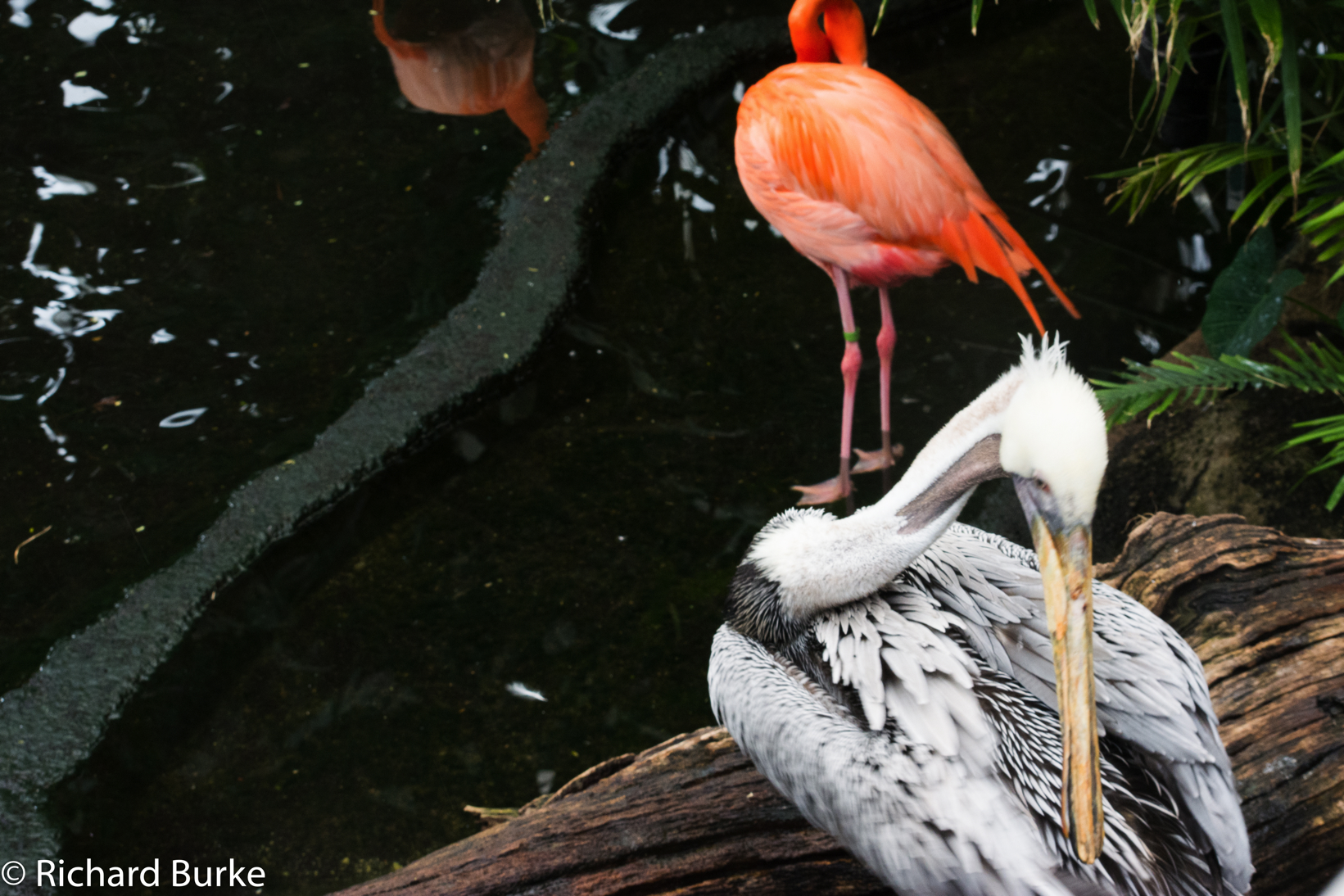 aviary2