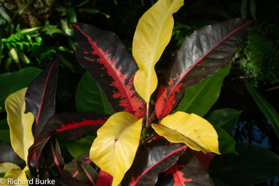A Tropical Croton