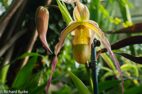 The Phipps Orchid Show #5