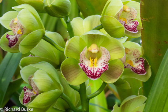Orchid #4