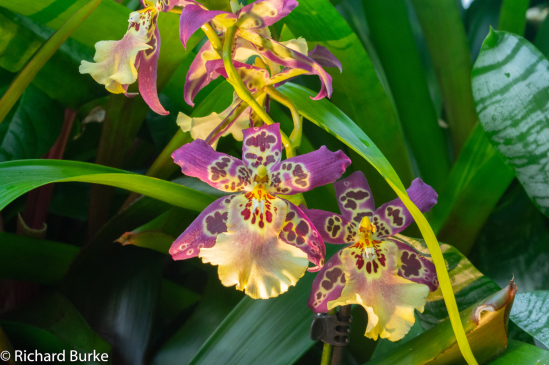 Orchid #3