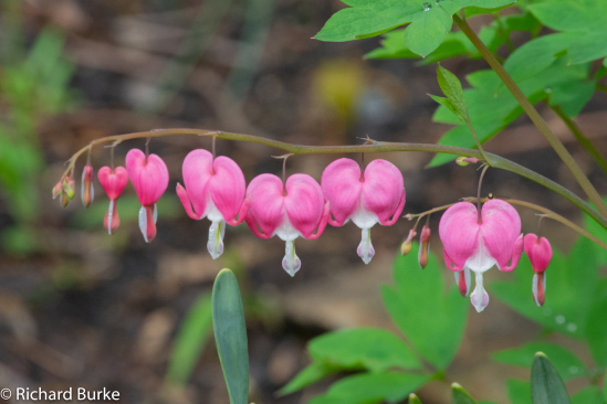 Bleeding Heart