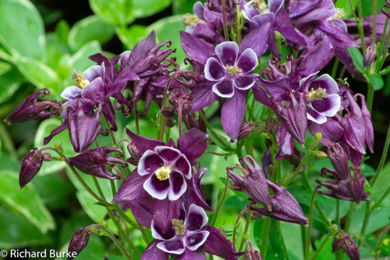 Columbine